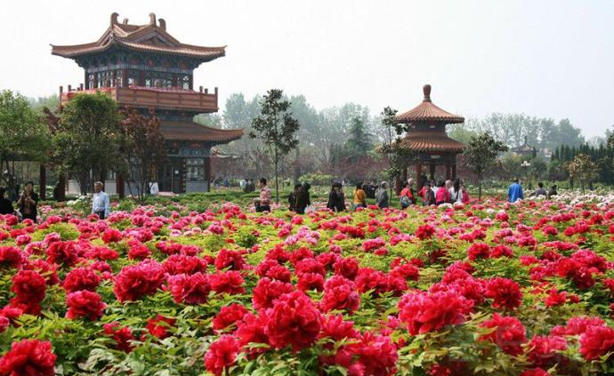 中国花卉协会征求意见推荐牡丹为国花，你怎么看？
