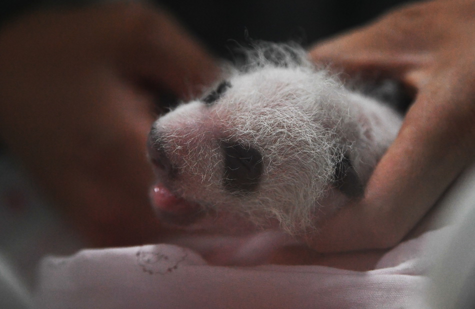 这是7月16日在重庆动物园熊猫馆拍摄的育婴箱中的大熊猫宝宝。2