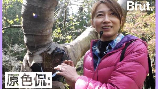 台湾首位女树医：我如何给树木“看病”？