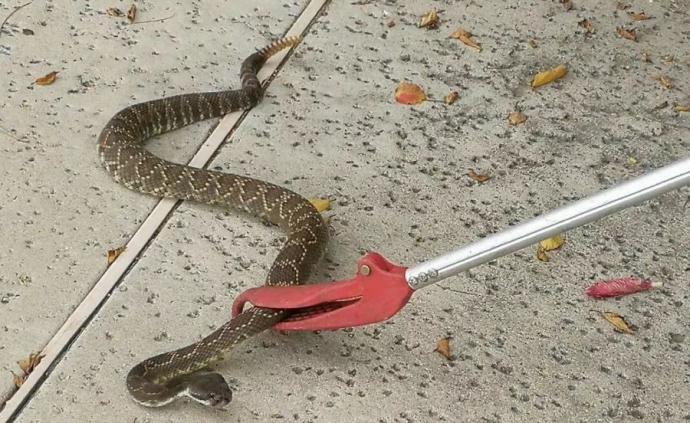 住在美国南方，家里进了蛇怎么办？