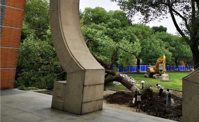 苏大法学院3棵百年古树被推倒，师生暑期奔走各方“护树”