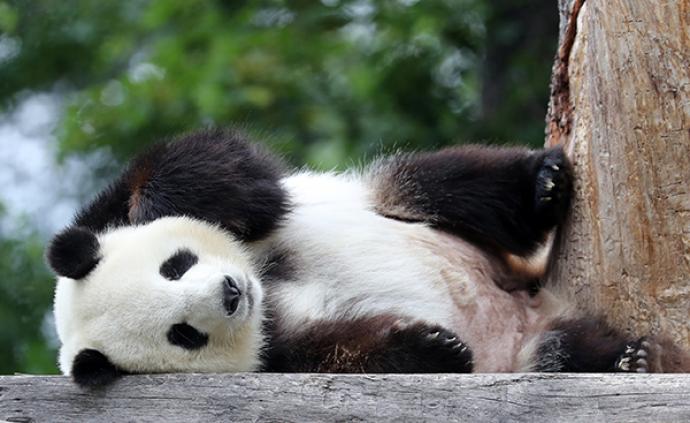 网传大熊猫长期吃变质食物，秦岭野生动物园：与事实严重不符