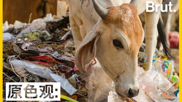 为了保护牛，印度创业小伙发明新型环保塑料袋