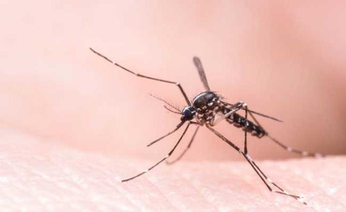 灭蚊大作战：中国一田间试验几乎根除传播登革病毒的白纹伊蚊