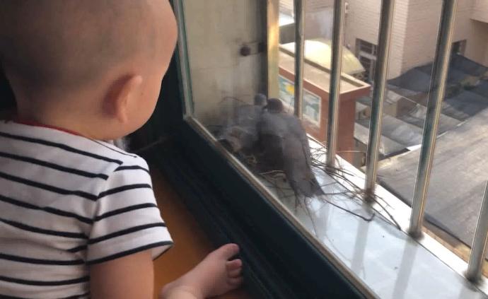 斑鸠在窗台孵蛋，居民怕打扰俩月未开窗