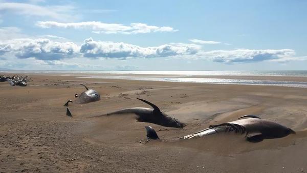 死于脱水？冰岛沙滩发现50余具鲸鱼尸体