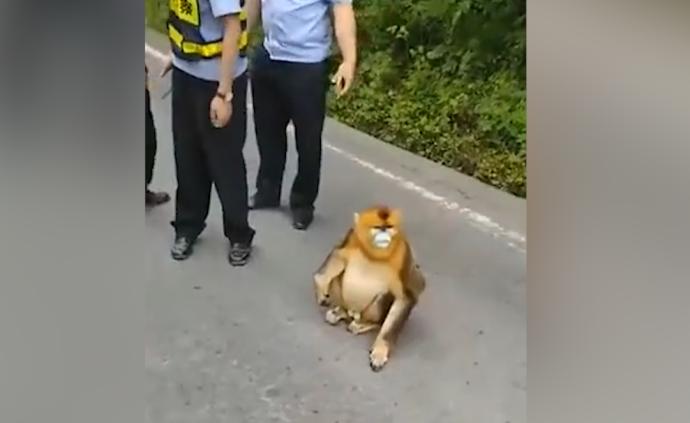 金丝猴横穿马路，民警：你要懂交通规则