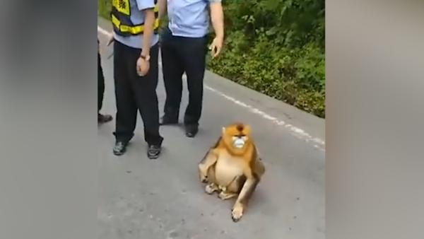 金丝猴横穿马路，民警：你要懂交通规则
