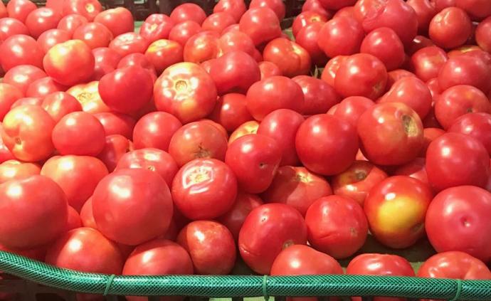 现在的西红柿为什么越来越难吃了？