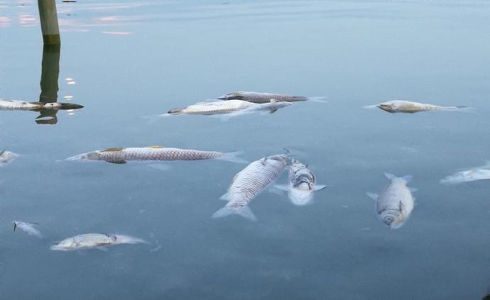 江西鄱阳珠湖非法围湖养鱼污染水源，当地回应：肯定要清掉