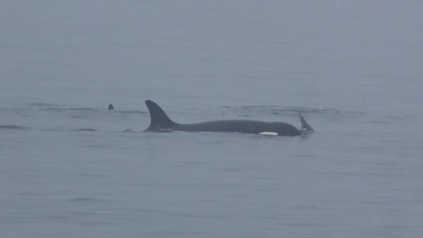 烟台长岛海域发现鲸群，体长均超10米