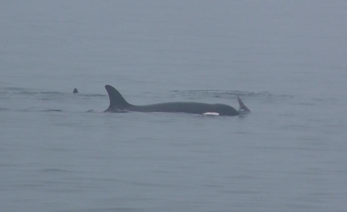 煙臺長島海域發現鯨群,體長均超10米