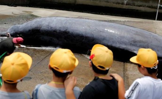 日本小學生看殺鯨魚,校長稱培養自豪感