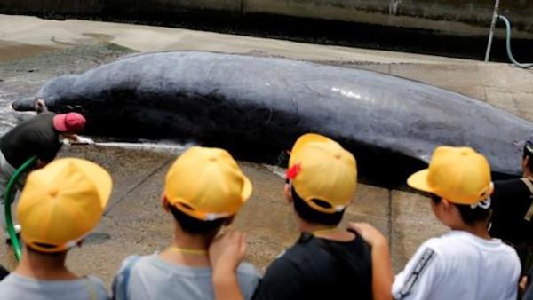 日本小学生看杀鲸鱼，校长称培养自豪感