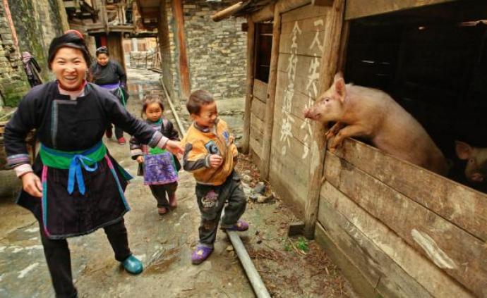 猪的演变：由农耕文化的一部分到现代产肉机器