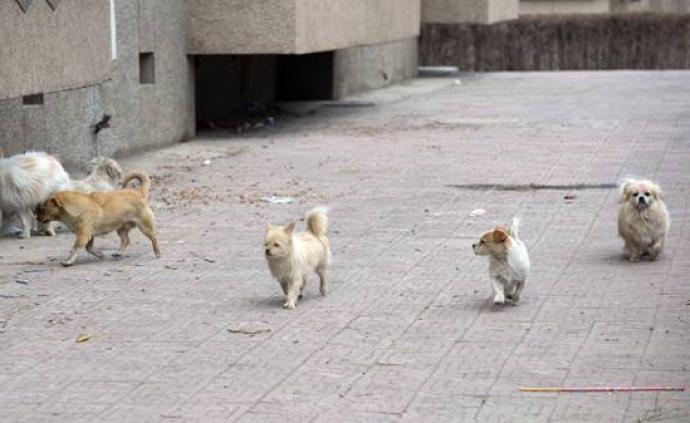 陜西漢中一街道辦緊急通知撲殺流浪犬，稱已撲殺20只