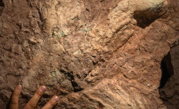 中国江西发现亚洲首例霸王龙足迹，化石尺寸惊人