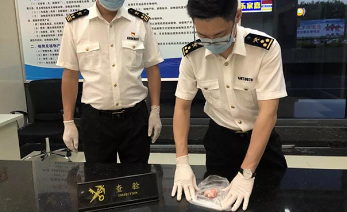 一探亲回国旅客入境行李中藏人体胎盘，广东梅州海关截留销毁