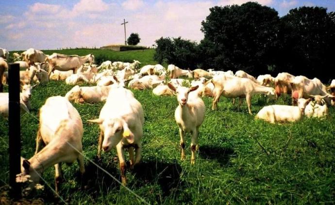 比利时农民分享：只养75头羊，也能经营好一个农场