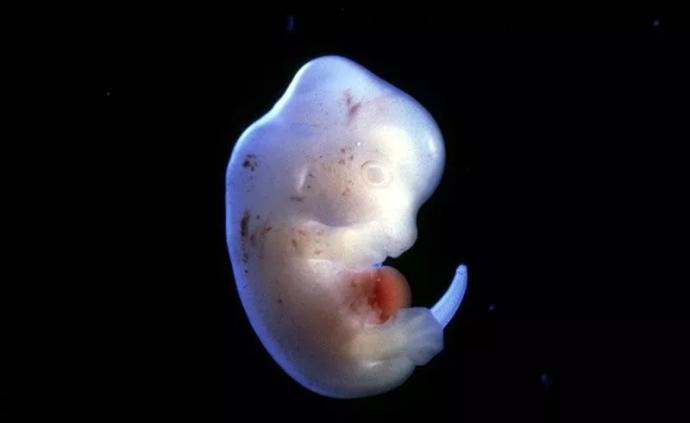 日本政府批准在动物胚胎中培育人体器官，用于人体移植