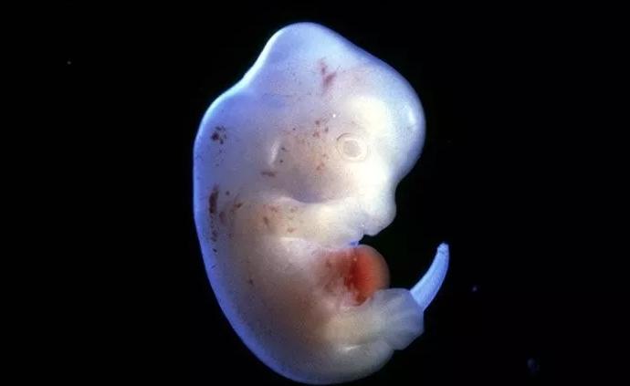 日本解除禁令，批准在动物胚胎中培育人体器官