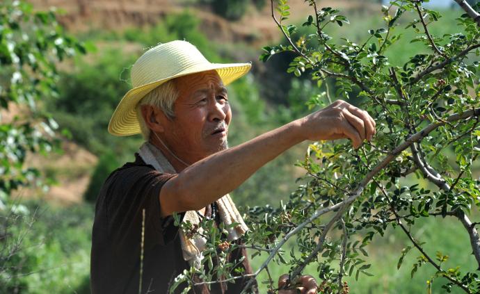 7旬老人冒酷暑徒手摘花椒：這是流血又流汗的活，麻煩得很