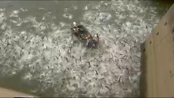 美国亚洲鲤鱼泛滥，政府邀媒体看电击