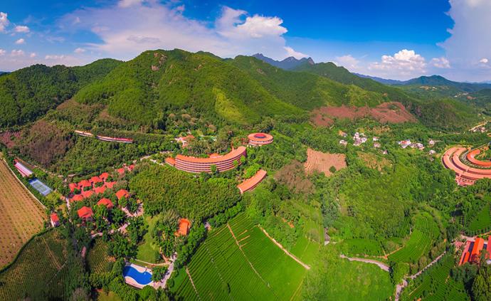 雁南飞茶田风景区图片