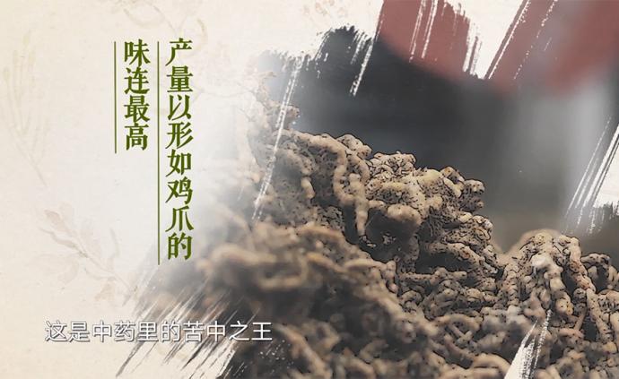 童年噩梦，中药里的苦中之王——黄连