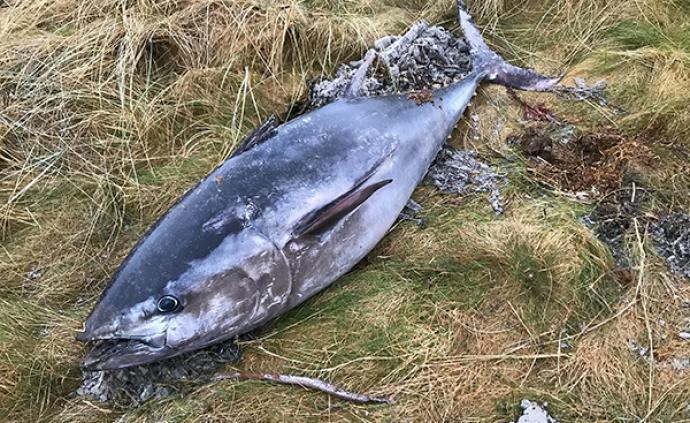 日本再提议增加蓝鳍金枪鱼捕捞配额，去年提议遭美国等国否决