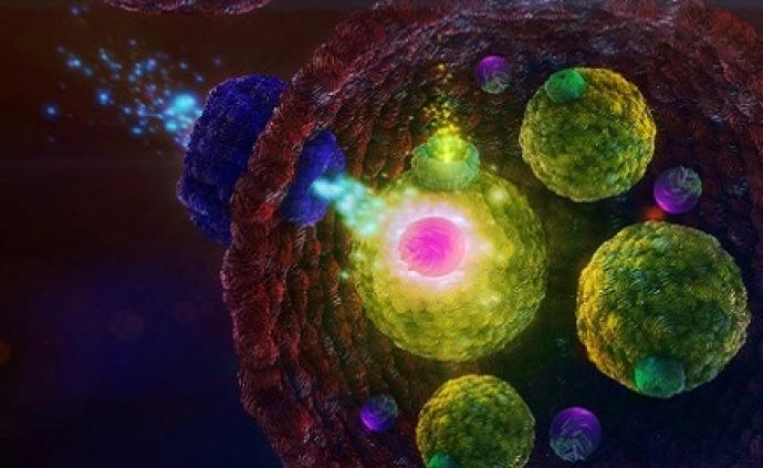 科学家开发新型人造细胞：模仿天然细胞感知环境，追踪癌细胞