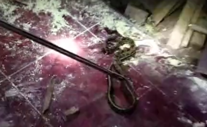 广西容县民房内发现4条毒蛇最长1米，消防员抓获后野外放生
