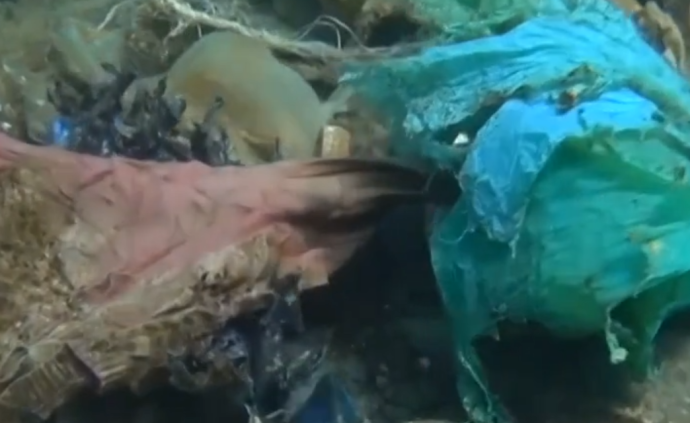 爱琴海现“垃圾珊瑚礁”，环保组织谋求与当地政府合作清垃圾