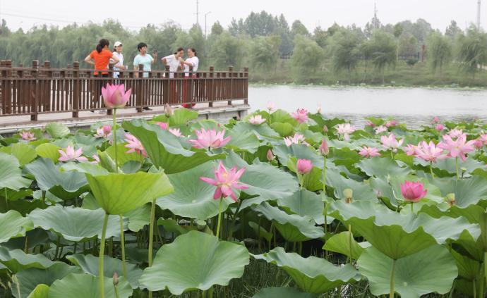 河南温县：环城水系荷花飘香“醉”游客