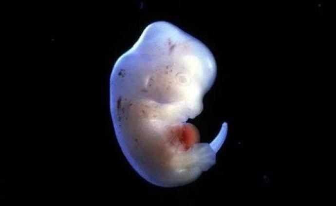 日本政府支持利用动物胚胎培育人类器官：异种移植争议不断