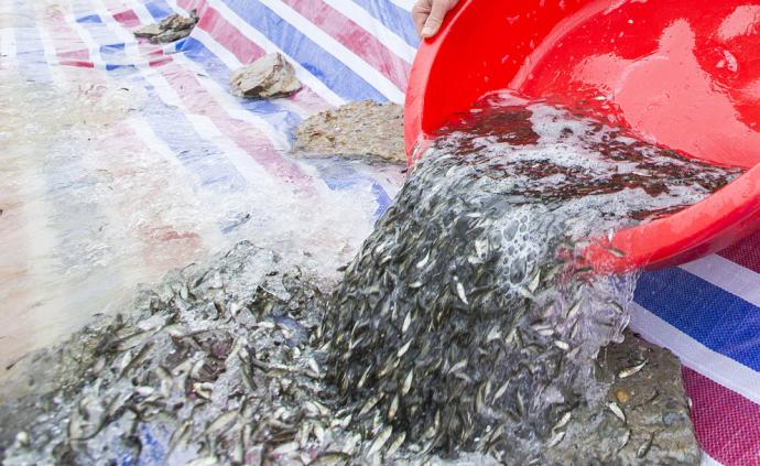 茂名一老渔民非法捕捞遇险被救，认罪后放生4.5万尾鱼苗
