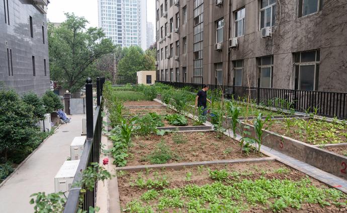 现实版“开心农场”：西安一社区开辟“楼顶菜地”供免费耕种