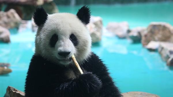 精心准备！3岁大熊猫“和风”上海庆生
