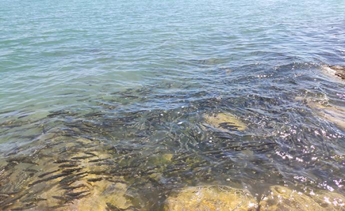 游客指茶卡盐湖向导诱导吃湟鱼，警方：湟鱼受保护，贩卖违法