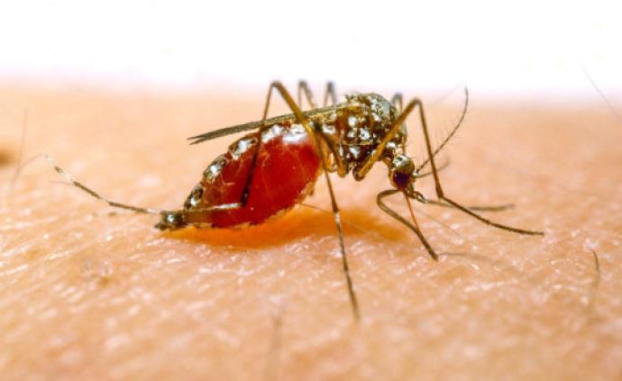 防疟新思路！科学家给按蚊传播疟原虫的通道设置“交通堵塞”