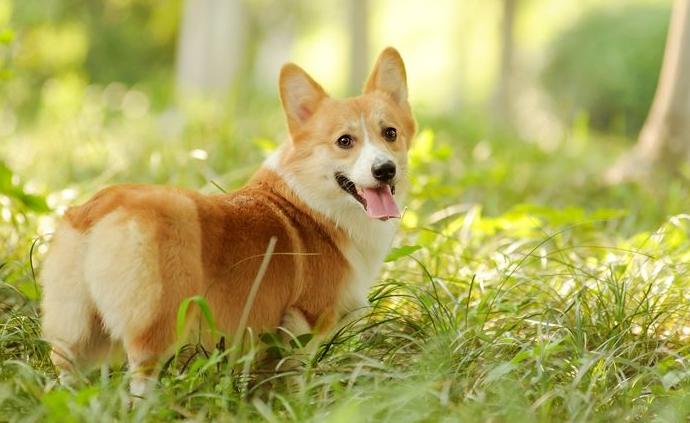 新时代新作为新篇章｜上海今年发放犬证13.58万张