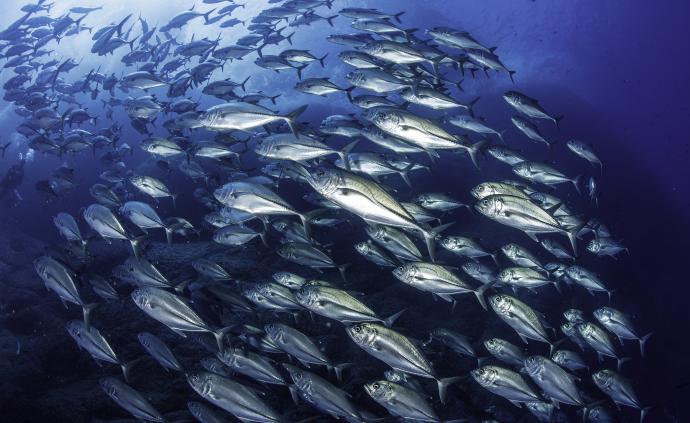 海洋暖化过度捕捞致鱼类甲基汞增加，食用鱼体内毒素仍在累积