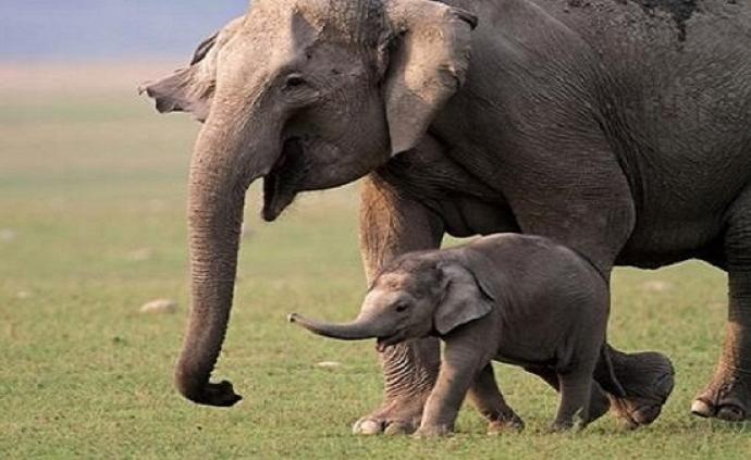大象需要我们帮助，你的选择，它的命运