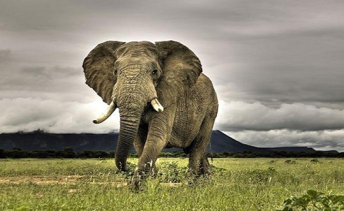 大象为什么朝身上喷泥浆？它们的皮肤其实不是你想象的那样