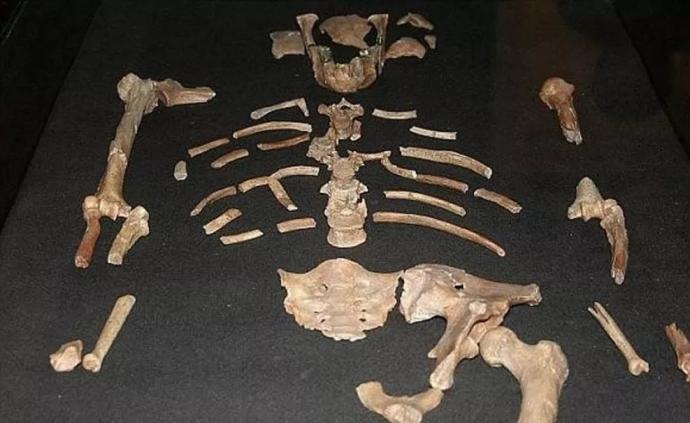 世界各地最早古人类是谁：图迈“辈分”最高，距今700万年