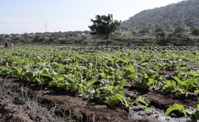 域外｜南非农民：面对干旱时的重新思考