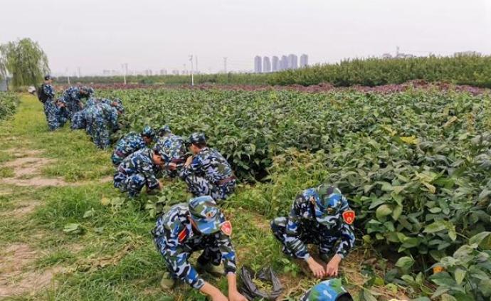 天津大学开荒10亩“责任田”：学生自己种地、收菜、分粮