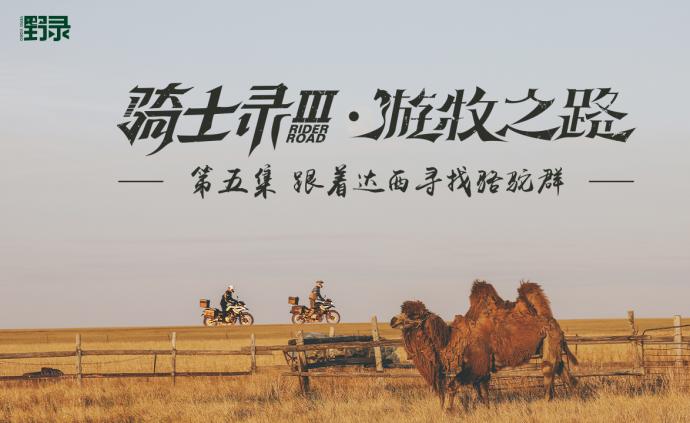 骑士录Ⅲ | 蒙古大汉竟找不着自家骆驼？还差点飞进沼泽地