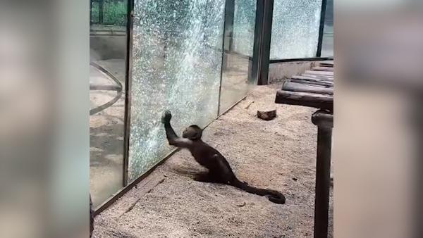 动物园“泼猴”刨出石头，砸裂场馆玻璃