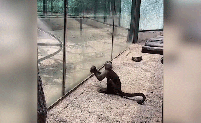 动物园“泼猴”刨出石头，砸裂场馆玻璃